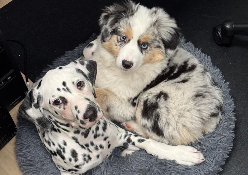 Carousel Slide 3: It’s a pet-friendly place, just ask our own pets!