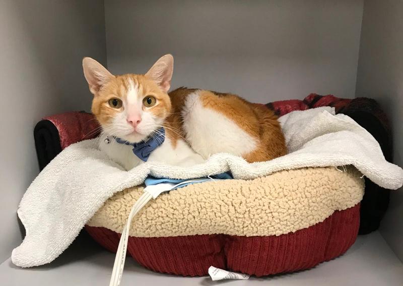 Carousel Slide 5: In loving memory of Jimmy, our cherished hospital cat, always watching over us.