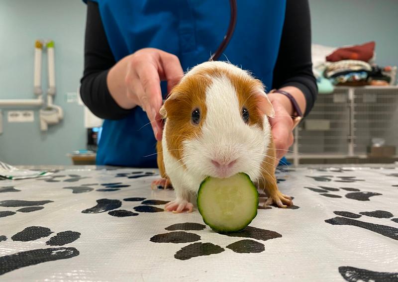 Carousel Slide 2: Big or small, we love them all!