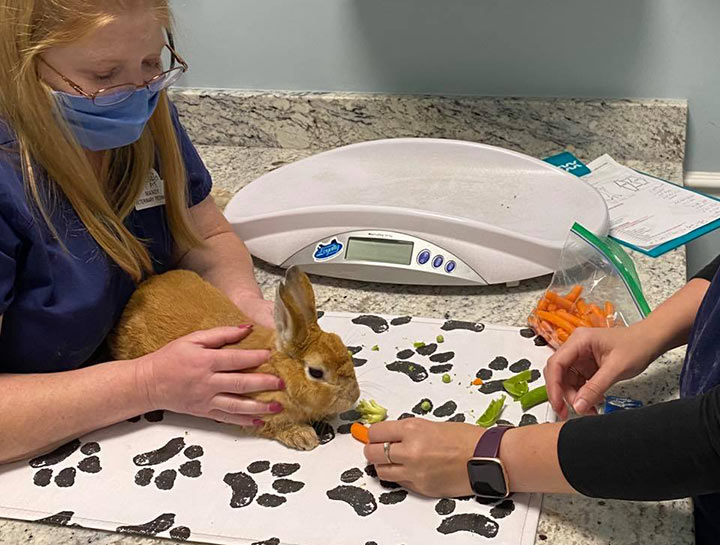 $City Small Animal Veterinarian